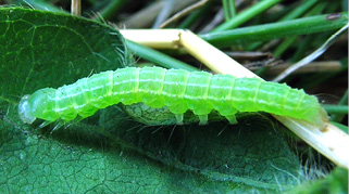 green cloverworm larva