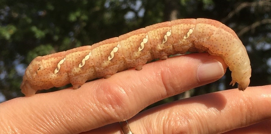 A very large, tan caterpillar walks along a hand. It is longer than the pinky finger and almost as big around. It has darker tan specks over the whole body and three white spots that run at an angle on each segment.