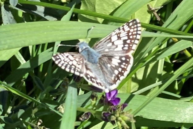 A small black and white butterfly rests on grass. It has a fuzzy, light blue body.