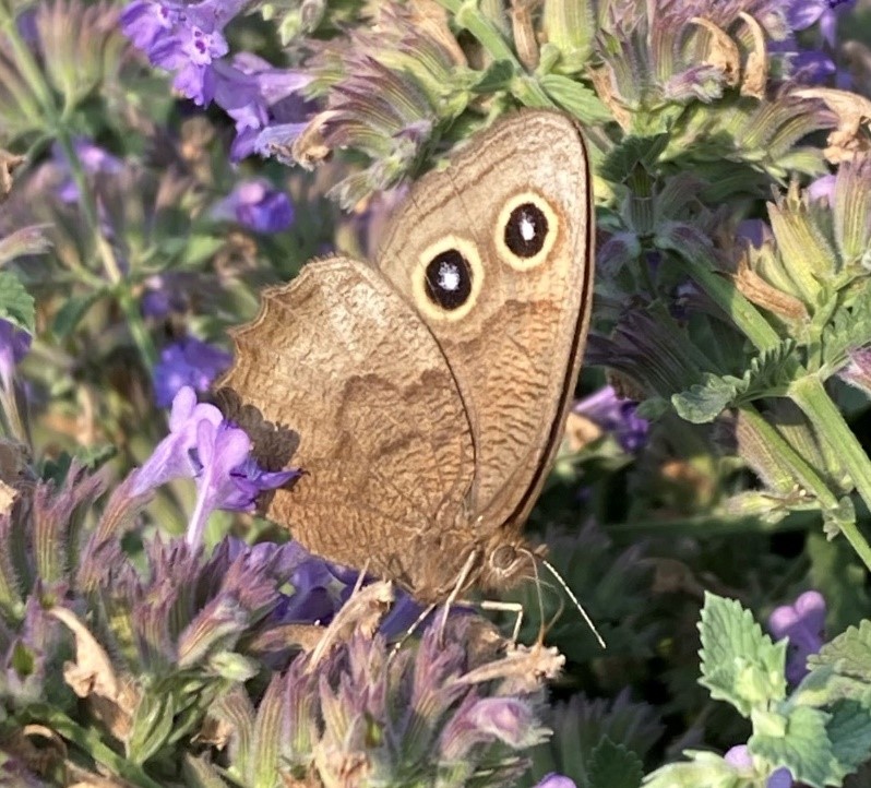 A medium-sized, dull, grey-brown butterfly feeds on purple flowers. It has two black spots with white centers, all ringed in yellow on the outer edges of the first wings.