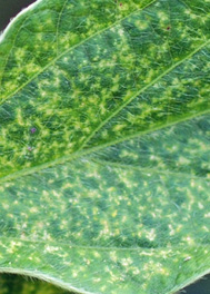 stippling injury from two-spotted spider mites