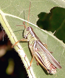 grasshopper adult