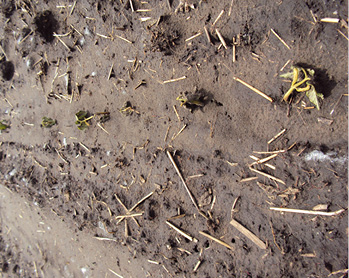 seed corn maggot damage to dry bean row