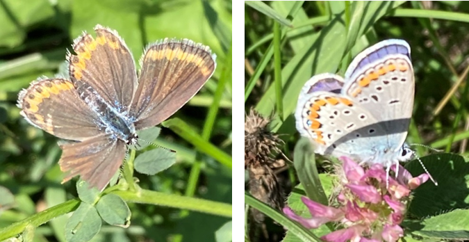 Two pictures of a female, on the left, and male, on the right, Melissa Blue butterflies. The female is a dull brown with an outer band of orange at the wing edges. The male is a bright blue-purple color. On the undersides, both sexes are light grey with black and orange spots near the outer edges of the wings. The bodies of each sex have blue shading.