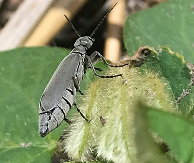 Ash gray beetle on a soybean plant 
