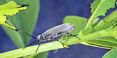 Ash gray blister beetle