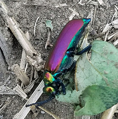 Nuttall blister beetle is purplish