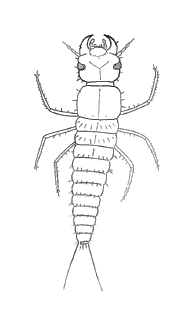 Illustration of a blister beetle