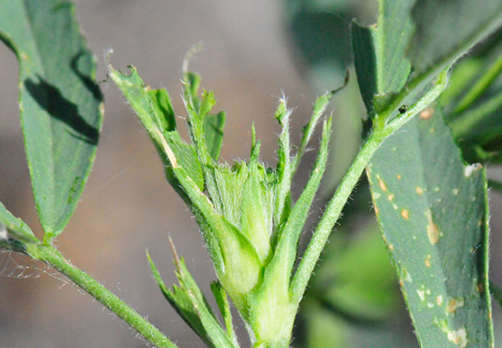 Damaged growing point of alfalfa from blister beetle feeding 