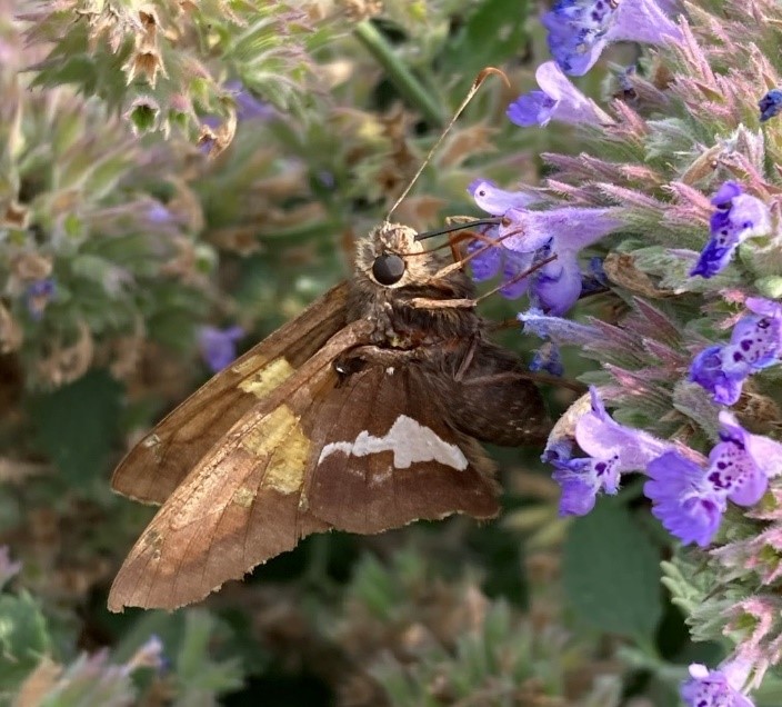 A small, dull, grey-brown butterfly feeds on purple flowers. There is one small, white, irregular-shaped spot on each lower wing and a light yellow area on each upper wing.