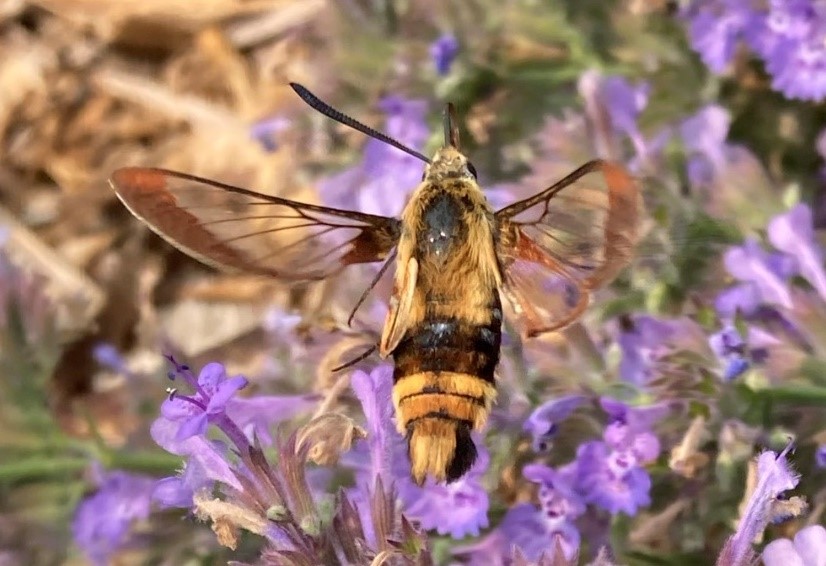 A medium-sized moth flies near purple flowers. It has a furry yellow and brown-banded body with clear wings edged in a dark color.