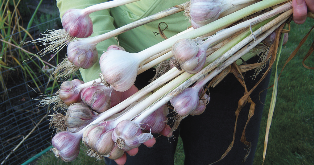 bunch of hardneck garlic
