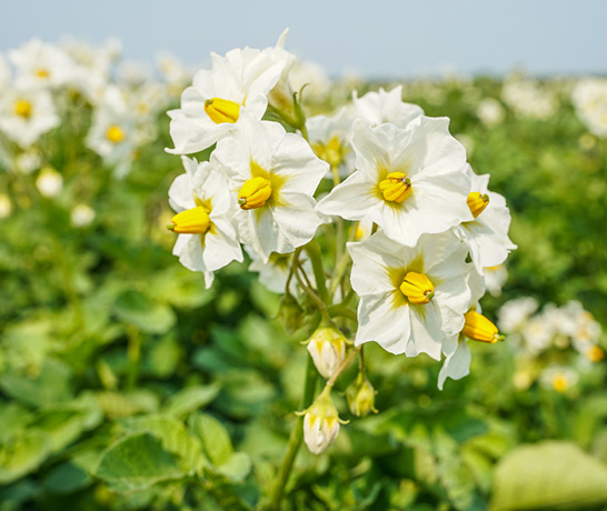 potato bloom = white flower with yellow middle