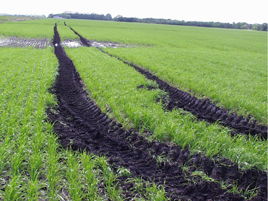 Wet field with tire tracks