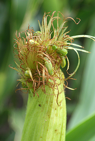 corn silk with brown tips