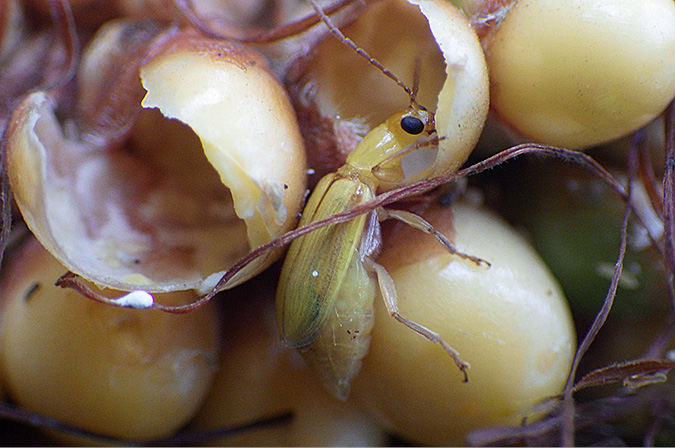 yellow bug with black eye feeding on a hollow corn kernal