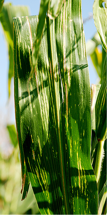 yellow vertical scratch marks on a green corn leaf