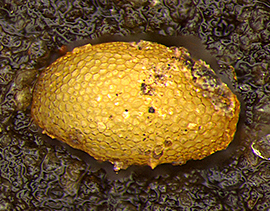 small yellow egg in soil