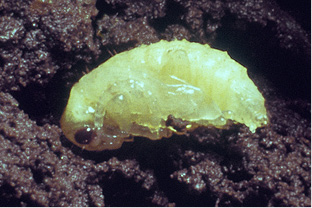 small green pupa in dark soil