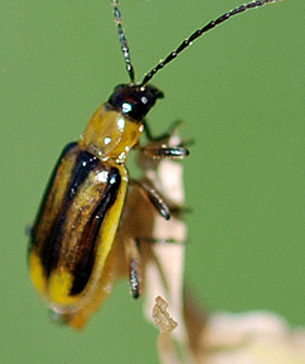 yellow-ish beetle with three black longitudinal stripes on the forewings.