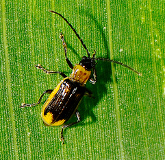 yellow-ish beetle with black forewings 
