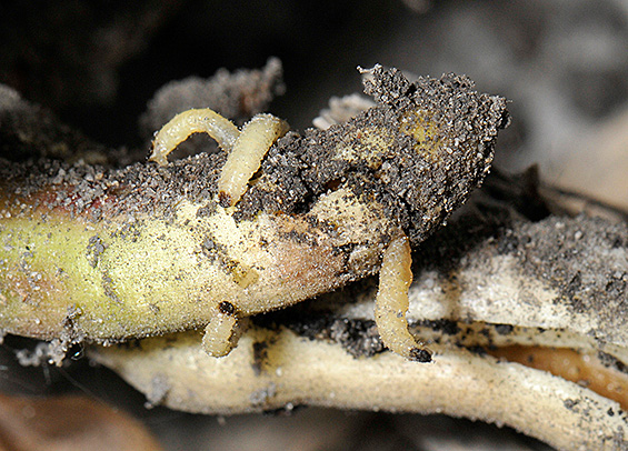 yellow-ish worms with black heads feeding on a corn's root 