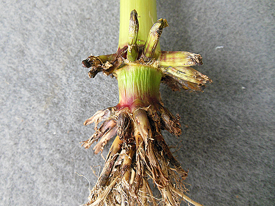 brown corn root injury; stalk above it is green