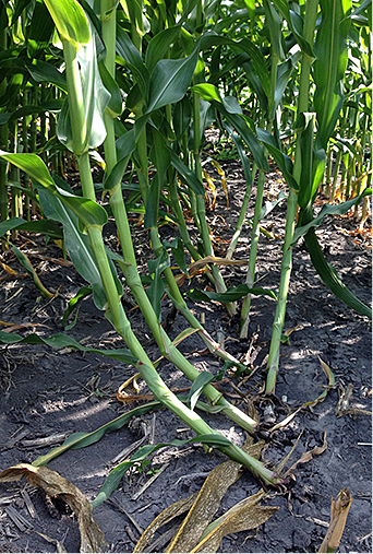 curved at the root corn stalk 