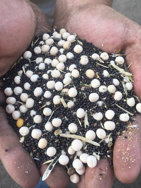 close up of a hand holding pea and canola seeds 