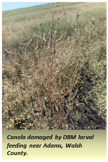 A dry, brown, defoliated canola plant that has been damaged by diamond back moth