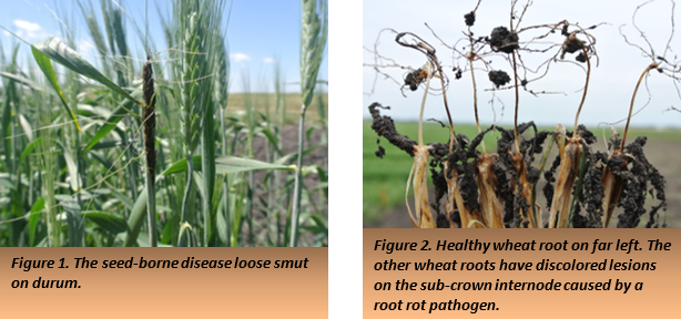Figure 1. The seed-borne disease loose smut on durum. and Figure 2. Healthy wheat root on far left. The other wheat roots have discolored lesions on the sub-crown internode caused by a root rot pathogen.