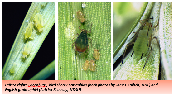 Three photos (left to right): Greenbugs, light green insects sit on a darker green leaf; bird cherry oat aphids, an insect (dark green with a red crescent at the posterior of its body) sits on a green leaf surrounded by four much smaller insects that are translucent and yellow; English green aphid, a green insect with long black antennae and two short black protrusions at the rear of is body is perched on a green plant.