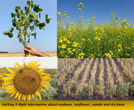 Getting it Right information about soybean, sunflower, canola and dry bean