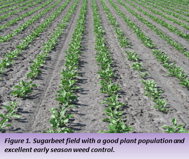 Figure 1 Sugarbeet field with a good plant population and excellent early season weed control. 