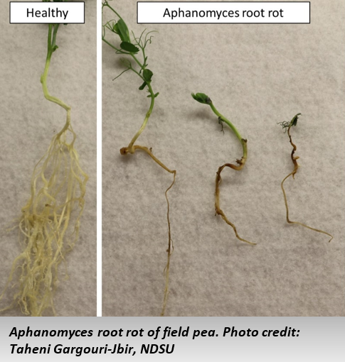 Aphanomyces root rot of field pea. Photo credit: Taheni Gargouri-Jbir, NDSU