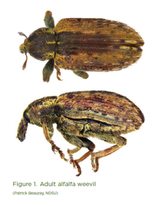 Adult Alfalfa Weevil photo top and side