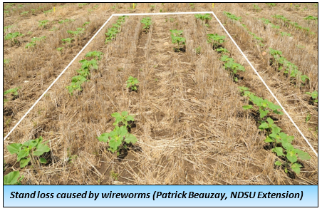 Stand loss caused by wireworms 