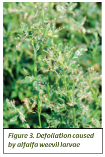 Figure 3. Defoliation caused by alfalfa weevil larvae 