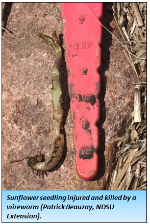 Sunflower seedling injured and killed by a wireworm