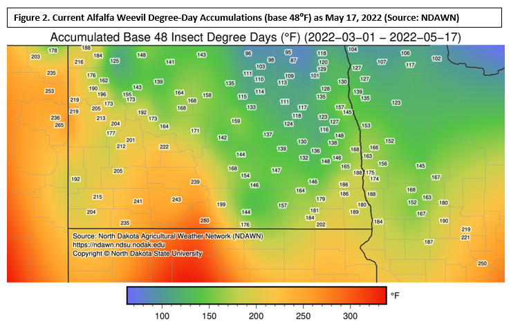 Figure 2. Current Alfalfa Weevil Degree-Day Accumulations (base 48⁰F) as May 17, 2022 (Source: NDAWN)