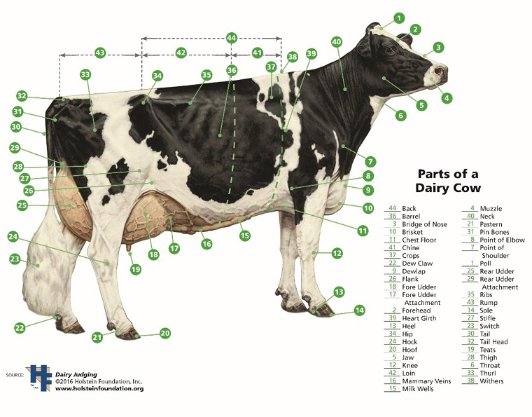 North Dakota 4-H Livestock Showmanship Guide | NDSU Agriculture