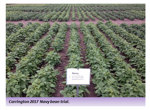 Carrington 2017 Navy bean trial.