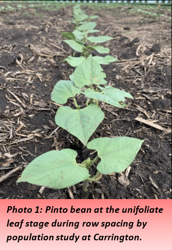 Photo 1: Pinto bean at the unifoliate leaf stage during row spacing by population study at Carrington.