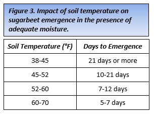 Figure 3. Impact of soil temperature on sugarbeet emergence in the presence of adequate moisture.