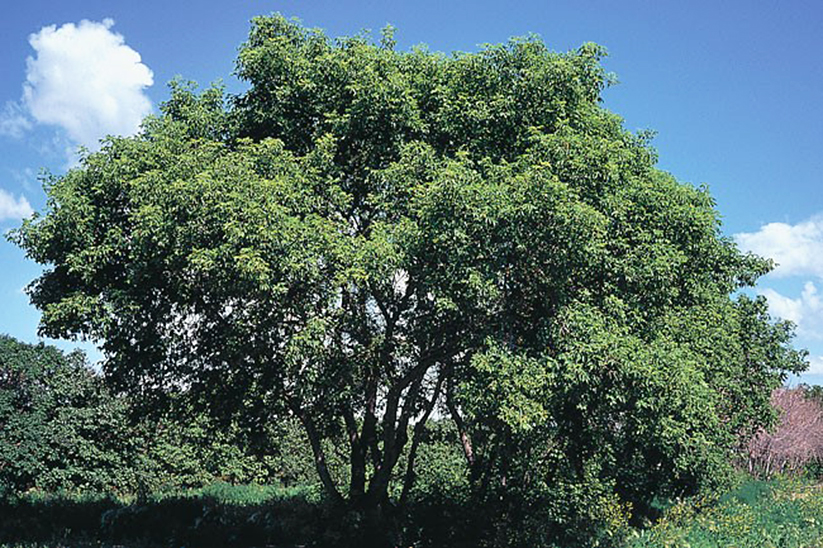 Boxelder Tree