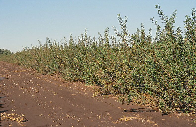 The Windbreak Cookbook Featuring Fruits of Prairie Forests | NDSU ...