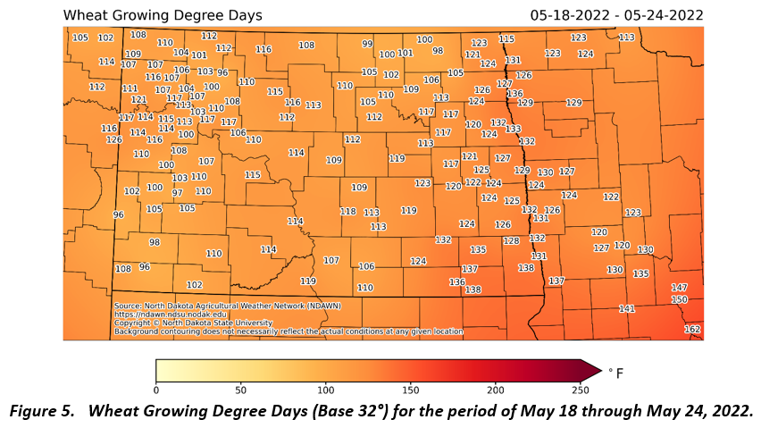 Figure 5.   Wheat Growing Degree Days (Base 32°) for the period of May 18 through May 24, 2022.