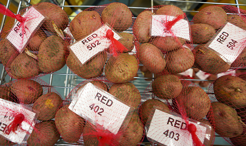 Image 1. Red-skinned potato tubers