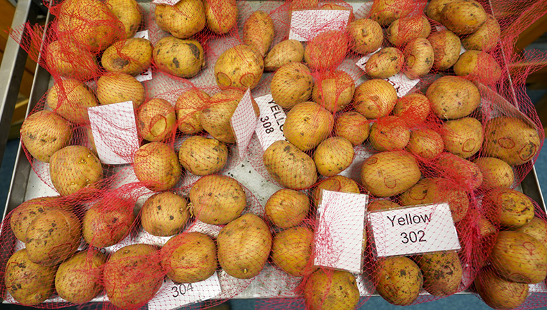 Yellow-skinned potato tubers
