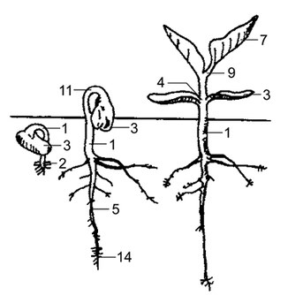 Plant Description diagram